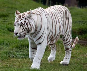 A photograph shows a white tiger with black stripes.