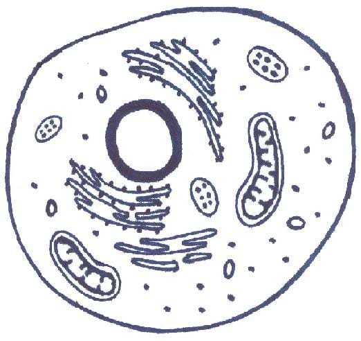 cell eukaryotic