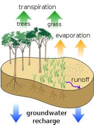 Sketch with arrows shows water leaving trees and grass via transpiration, and soil via evaporation, and runoff water recharging groundwater.