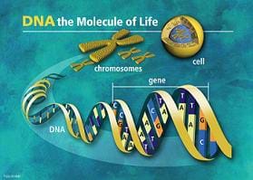 Graphic shows images of DNA helix, gene, chromosomes and cell, with headline: DNA - the molecule of life.