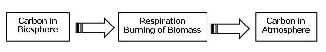 Shown is a flowchart with three boxes and two arrows. The left-most box says "Carbon in the Atmosphere," then an arrow pointing to the middle box, "Respiration Burning of the Biomass," and a second arrow, pointing to the right-most box, "Carbon in the Atmosphere." The Flowchart illustrates the transfer of carbon to the atmosphere from the biosphere. 