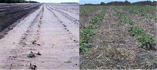 Photographs of two potato fields: the image on the left is unprotected against wind and is dry and dusty; the image on the right has been protected with straw and has green foliage.