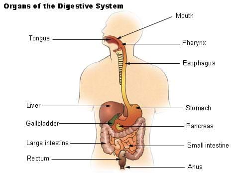 diagram of the human digestive system, with labels and arrows ...