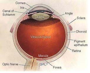 Drawing of a human eye. Labeled are the cornea, iris, angle, sclera, canal of Schlemm, choroid, pigment epithelium, retina optic nerve, fovea, macula and vitreous humor.