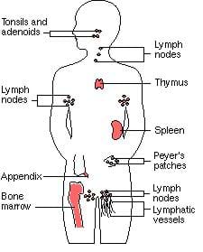 Description: Drawing of an outline of a person with the immune system organs labeled. Shown are: the tonsils and adenoids, the lymph nodes, the thymus, the spleen, Peyer's patches, the appendix, bone marrow and lymphatic vessels.