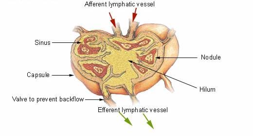 Drawing of a lymph node with lymph flowing through it. The following components are labeled: afferent lymphatic vessel, sinus, nodule, capsule, hilum, valve to prevent backflow, efferent lymphatic vessel.