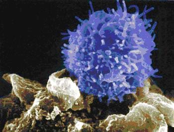 Image of a spiky blue ball (actually a T-cell) attacking a foe, basically an unfriendly cell.