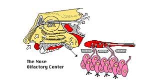 nose