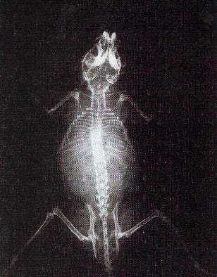 mouse x ray