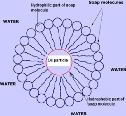 A diagram of oil in water with soap. A circle labeled “Oil particle” is in the center of a ring of soap molecules surrounded by water. The soap molecules look like a circle with a string hanging from it. Circle parts of the soap molecules labeled “hydrophilic part of soap molecule” form a ring surrounding the oil particle; stringy parts of the soap molecules labeled “hydrophobic part of soap molecule” are inside the ring and point toward the oil particle.