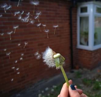 A person is holding a dandelion as its seeds are dispersed in the air.