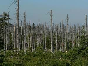 The Jizera Mountains' woods with deteriorated and dead tree trunks as a result of acid rain in the Czech Republic.