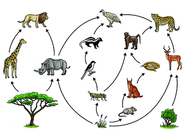 An illustration showing a Savanna food web