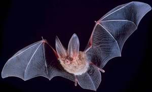 A bat in flight.