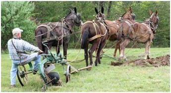 Photo shows a farmer plowing a grassy field with a plow and three mules.