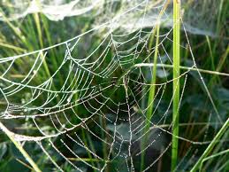 A spider web in nature.