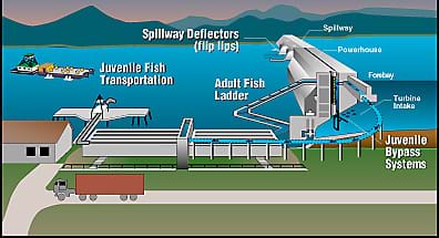 A diagram shows a side view of a dam across a river, with systems and parts identified: spillway, powerhouse, forebay, turbine intake, spillway deflectors (flip lips), juvenile bypass systems and transportation, and adult fish ladder. Barges move fish headed upstream through a lock system for safe passage around the dam. 