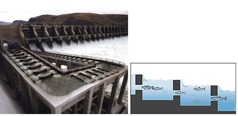 Two images: A photo shows a low-grade, ramp-shaped concrete structure at one side of a dam. A cut-away diagram shows an adult fish ladder.