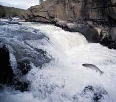 Photo shows a fish, out of the water, leaping upstream over some whitewater rapids.