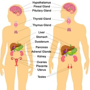 An illustration showing the endocrine system in both males and females.