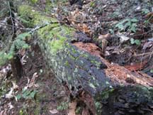 A mossy, crumbling, rotting log lying on a lush forest floor.