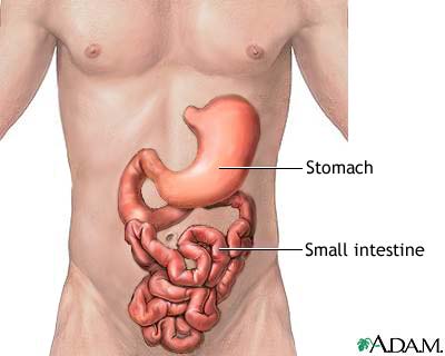 Drawing of a human torso with representations of the J-shaped stomach and snaking small intestine positioned above to show placement.