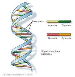 Drawing shows circular stairway-shape with cross rungs made from pairs of adenine and thymine, or guanine and cytosine biochemicals.