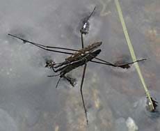 A photograph shows a long-legged insect on the water surface.
