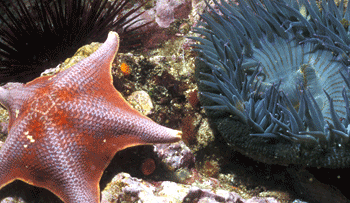 A picture of live sea creatures, representing the natural environment.