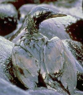 A photograph shows a bird covered in oil as a result of the Exxon Valdez Oil Spill in 1989.
