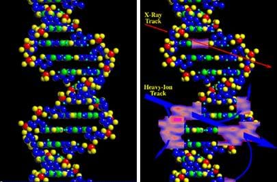 Two images of DNA helixes. (left) "Normal" human DNA looking like it is composed of many different colors of beads (for comparision purposes). (right) Damaged DNA shows loss of some "beads" as caused by an x-ray, and loss of entire sections as caused by galactic cosmic radiation (GCR).