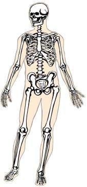 A transparent drawing of a human, showing the skeleton beneath beige-colored skin.