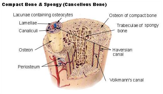 Shown is a diagram of a section of bone illustrating compact and cancellous (spongy) bone tissue. Listed are the various components of the bone: lamellae, canaliculi and osteon, among others.