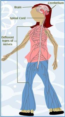 A drawing of a transparen girl with the components of her nervous system labeled: brain, cerebellum, spinal cord, various types of nerves throughout the body.