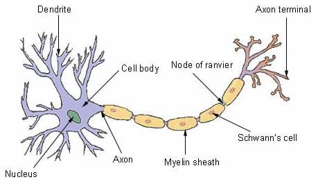 Drawing of a nerve cell body with dendrites and an axon coming off of it. Also shown is the myelin sheath, node of ranvier, Schwann's cell and the axon terminal.