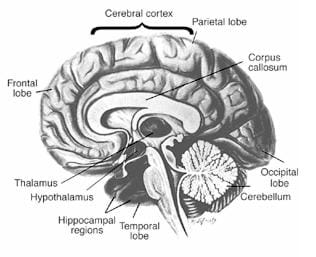 A black and white drawing of one-half side of the brain. Labeled are the cerebral cortex; the front, occipital, temporal, and parietal lobes; the thalamus, the corpus callosum, the cerebellum, the hypothalamus and the hippocampal regions.