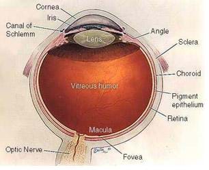 Cut-away diagrm of an eyeball with parts identified: cornea, iris, angle, sclera, canal of Schlemm, choroid, pigment epithelium, retina optic nerve, fovea, macula and vitreous humor.