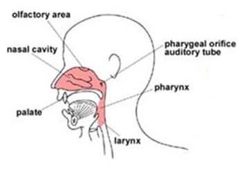A cutaway drawing of the nose and throat identifies its main parts: olfactory area, nasal cavity, pharyngeal orifice auditory tube, nasal cavity, pharynx, palate and larynx.