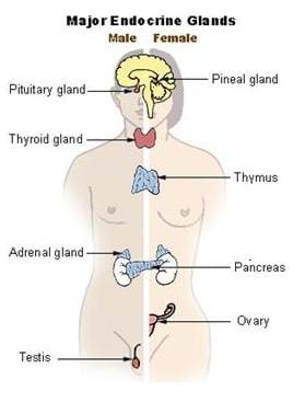 Shown is an illustration of the major endocrine glands. A person is divided in two, with a male on the left and a female on the right. Labeled are: the pituitary gland, the thyroid gland, the pineal gland, the thymus, the adrenal gland, the pancreas, the ovary and the testis.