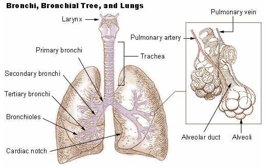 Drawing of the bronchi, bronchial tree, and lungs with a magnified image of the alveoli off to the right side.