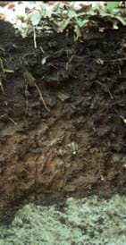 Photo shows layers of different colored and textured soil beneath ground level.