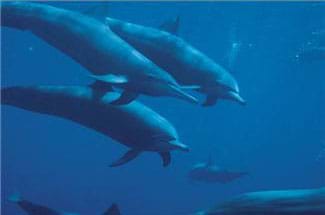 A bluish underwater photo shows swimming dolphins.