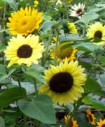 A photograph shows the faces of many big sunflowers and their leaves.