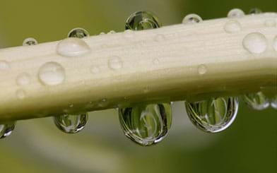 Photo shows near view of water droplets on leaf.