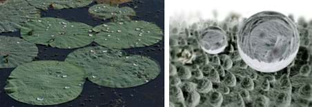 Two images: (left) Photo shows nine round, flat lotus leaves floating on the water surface, looking dry on top, with silvery droplets scattered on them. (right) Two silvery beads rest on a bed of pointy bumps.