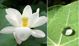 Two photos: (left) Lotus flower with many white petals. (right) A water droplet on a lotus leaf looks like a perfectly round, clear bead.