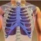 preview of 'Creating Model Working Lungs: Just Breathe ' Activity