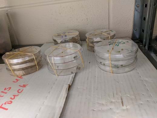 Treated seeds are within stacked marked petri dishes on a closet shelf as the students wait for their germination.  