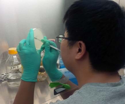 A nitrile-gloved scientist is carefully cutting out pieces of agar with bacteriophages that lysed targeted bacteria using a scalpel while working behind an air curtain.