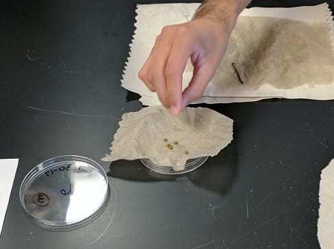 A student places treated mung beans onto dampened paper towels set within petri dishes. 